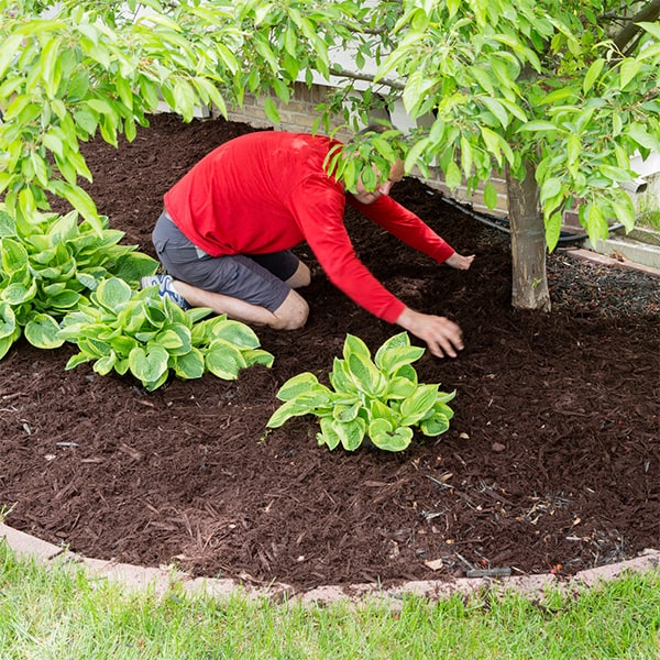 mulch installation can help improve soil health by adding organic matter to the soil as it breaks down